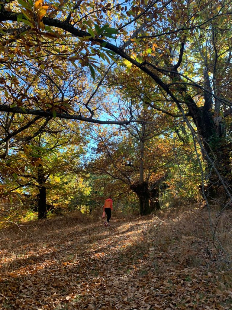 forests in Montenegro Skadar lake National Park